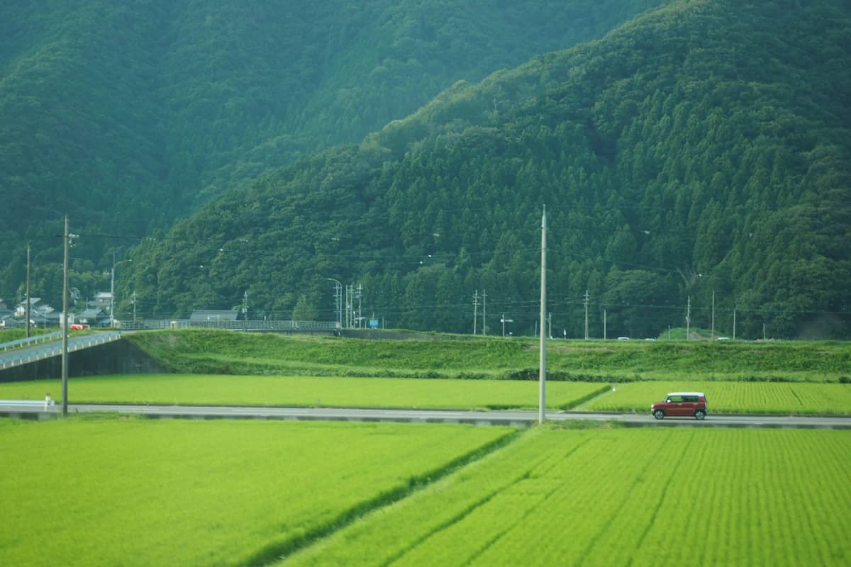 Bright green rice fields and forested hills in the Japanese countryside