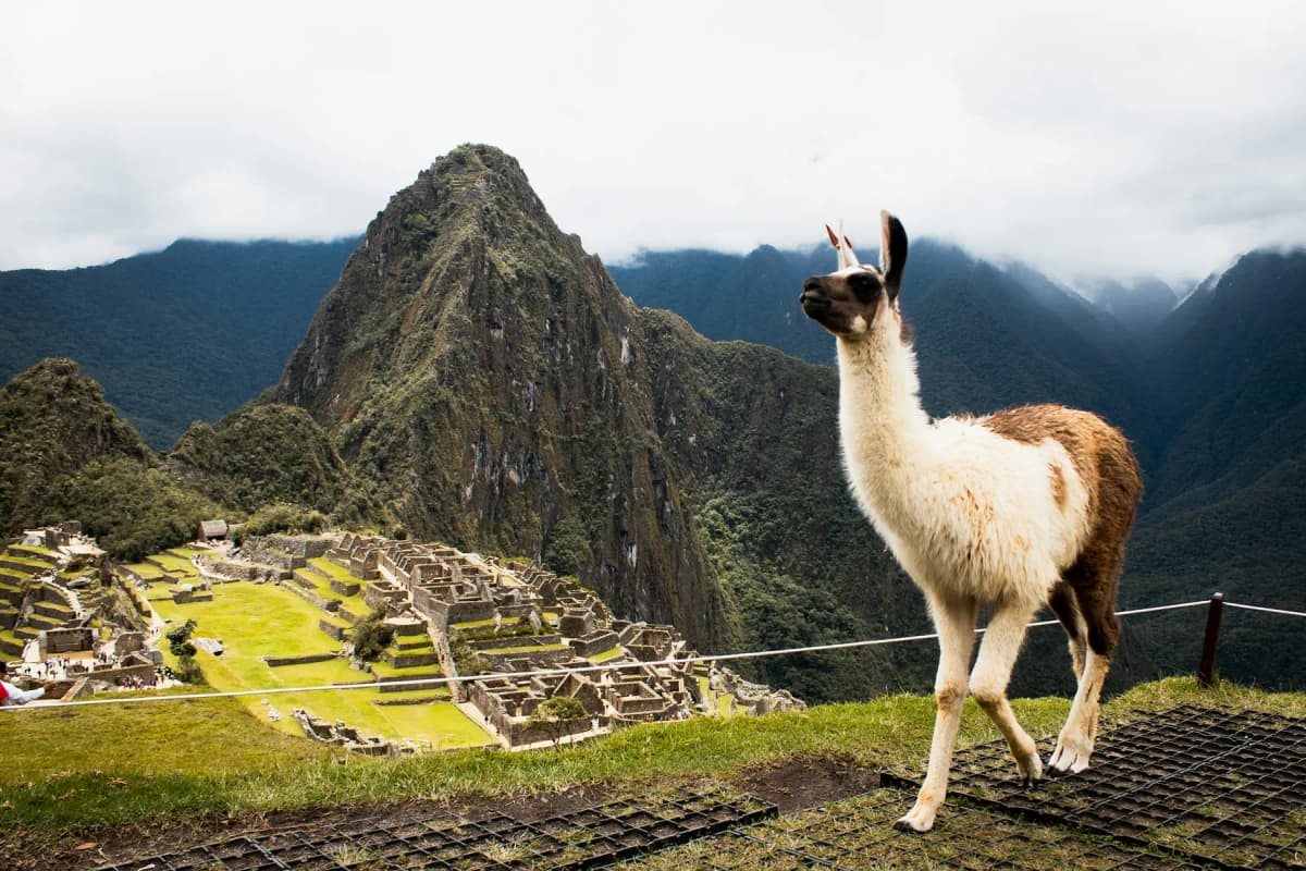 A llama on a grassy terrace above the ruins of Machu Picchu