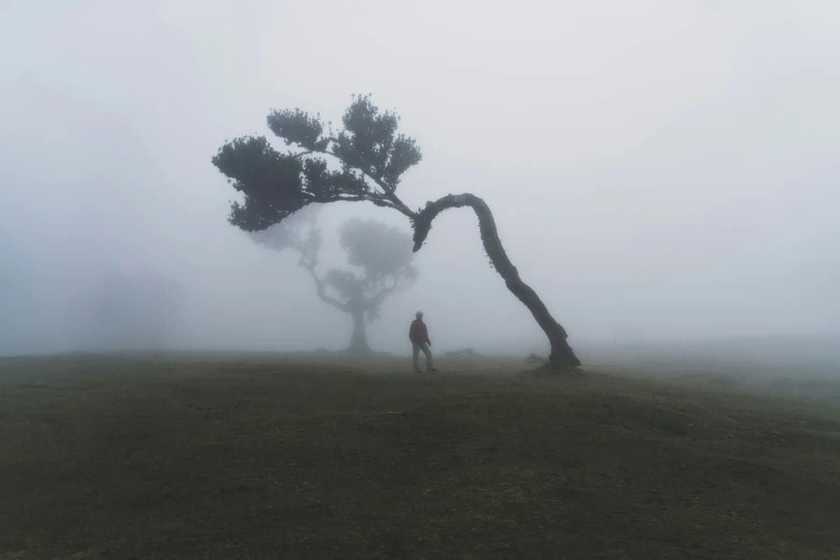 A walker beneath a lone laurel tree in thick fog at Fanal, Madeira