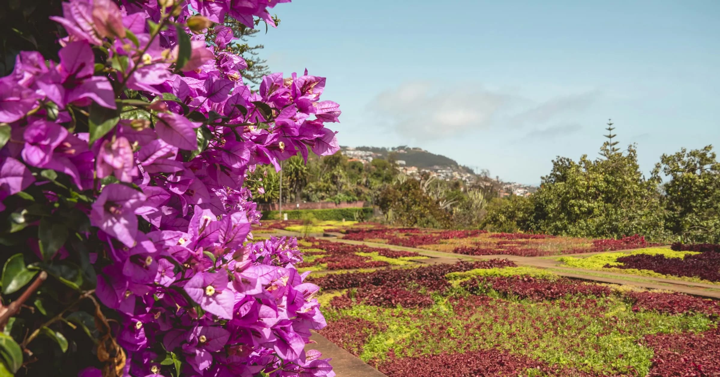 Best time to visit Madeira: purple bougainvillea above the geometric flower beds of a garden in Funchal