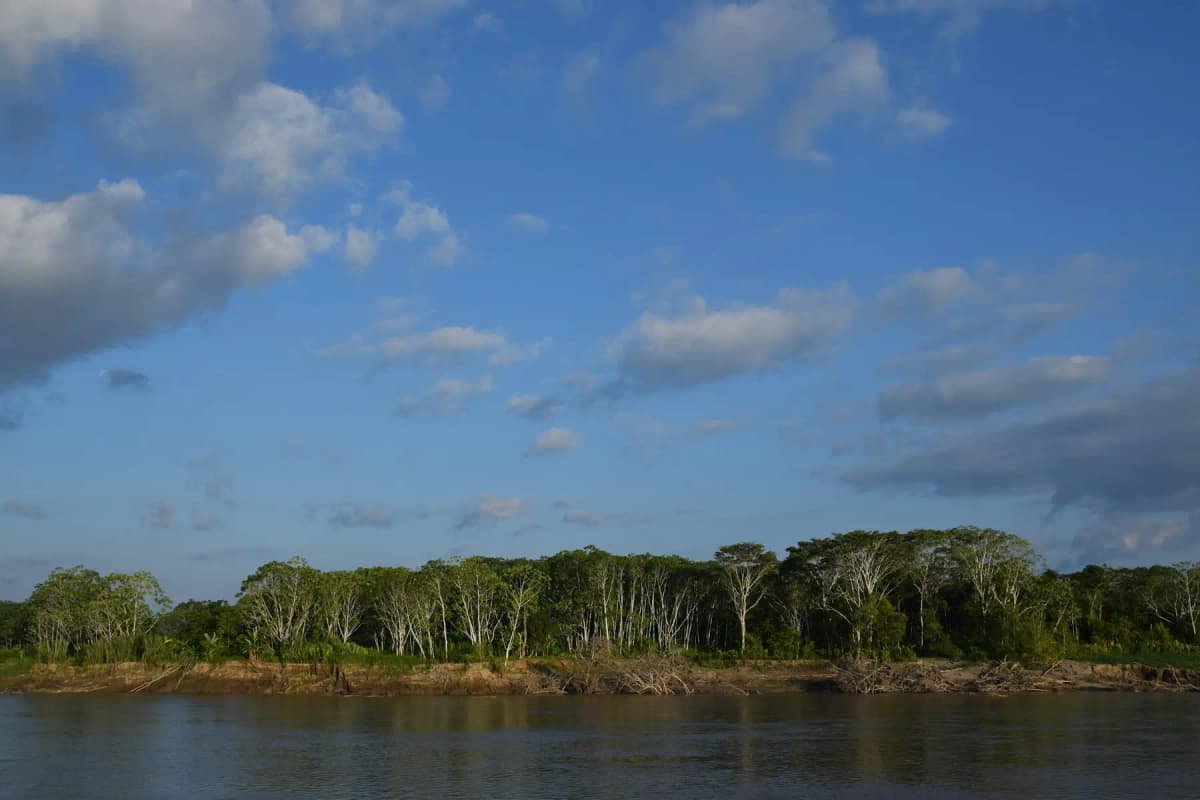 A wide river flowing past dense forest near Iquitos in the Peruvian Amazon