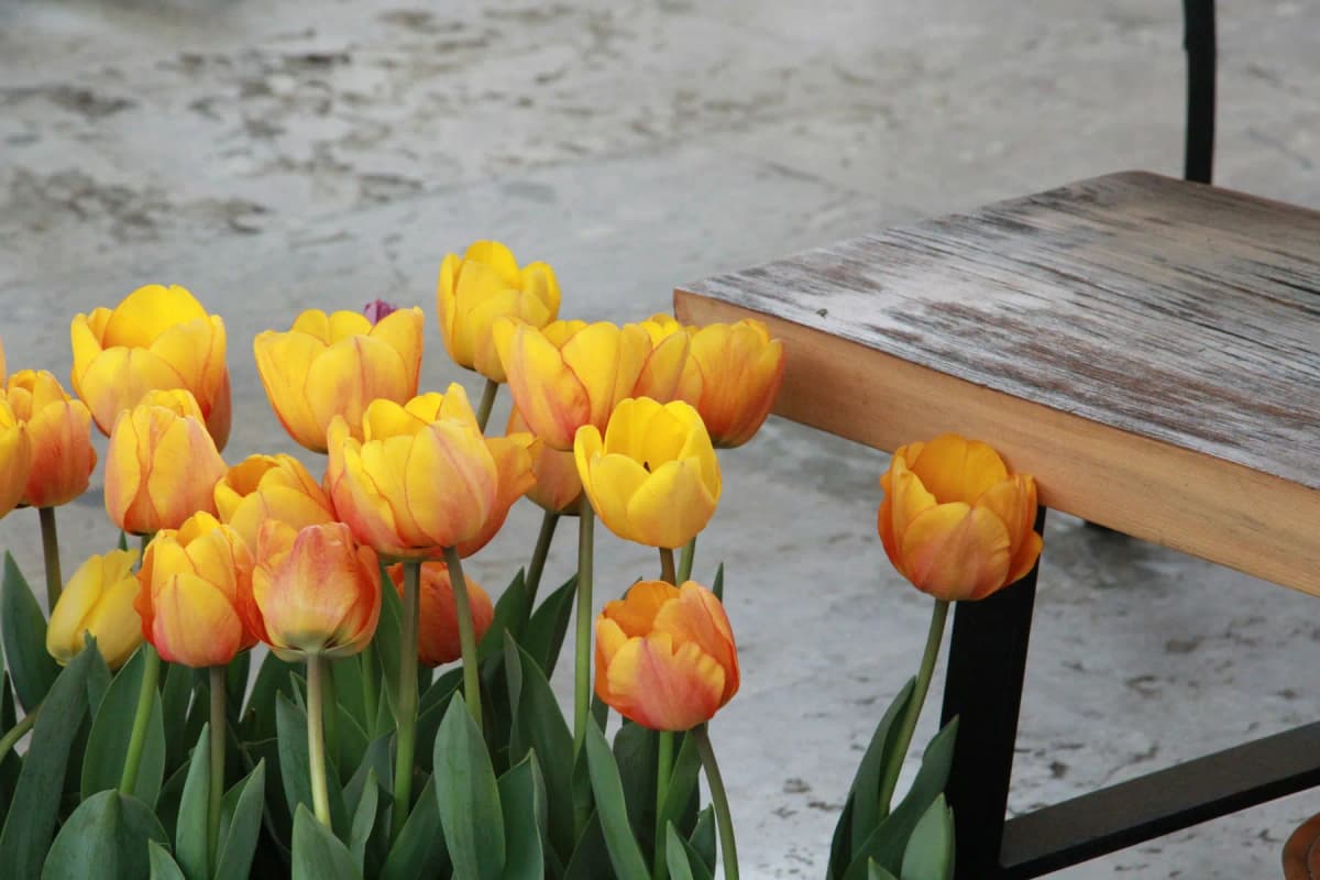 Tulips in bloom in an Istanbul park in spring