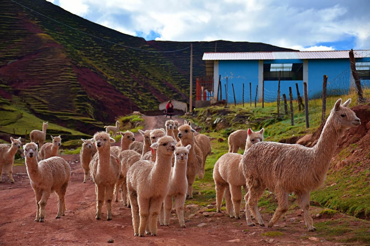 Alpacas on a dirt track in the high Andes near Cusco