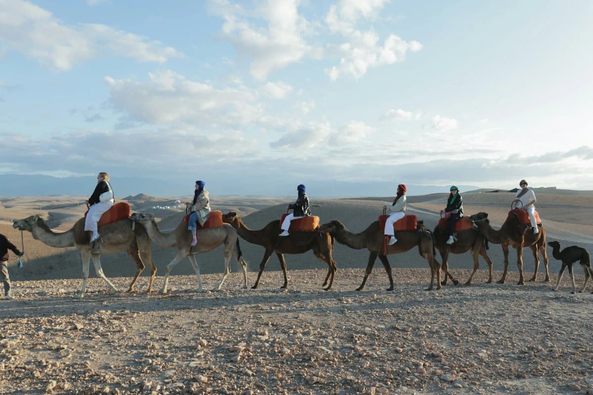 A line of camel riders crossing the stony Agafay desert near Marrakech