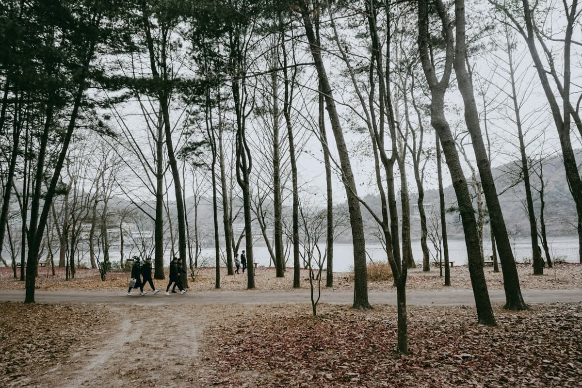 Visitors walking along a tree-lined path on Nami Island