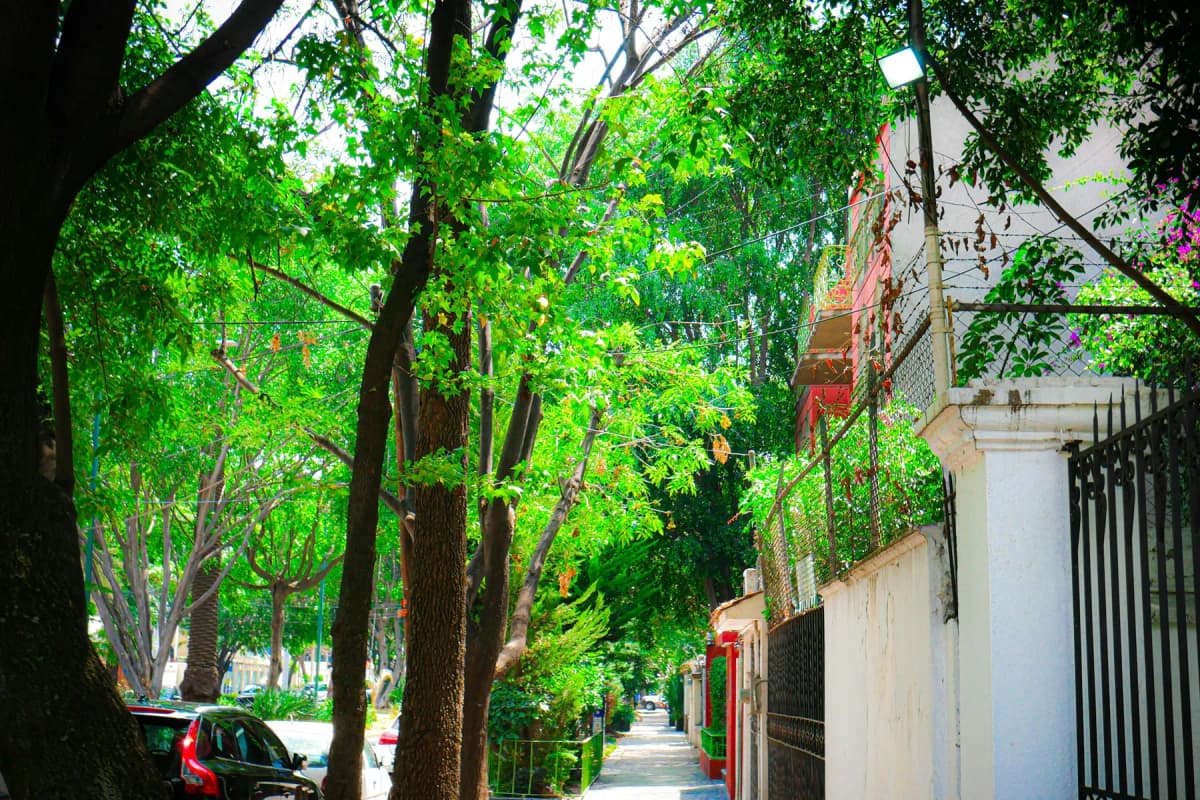 A quiet tree-lined street in Polanco, Mexico City