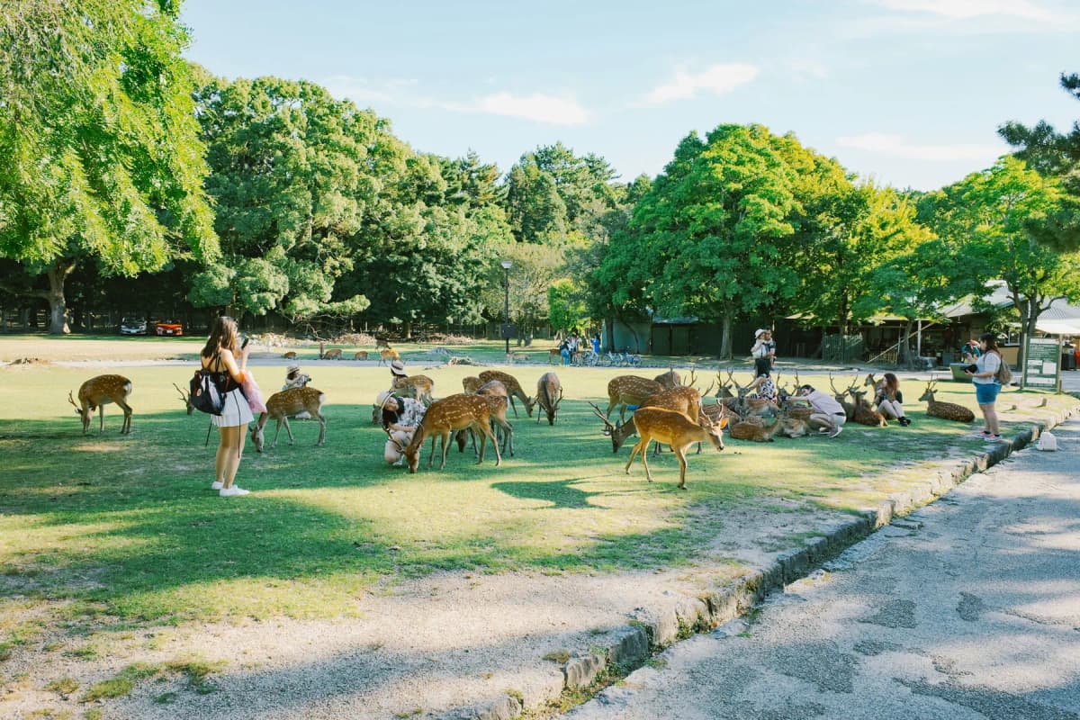 Visitors among the deer in Nara Park