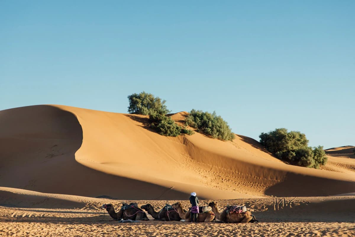 A camel caravan walking past a tall orange sand dune at Erg Chebbi near Merzouga