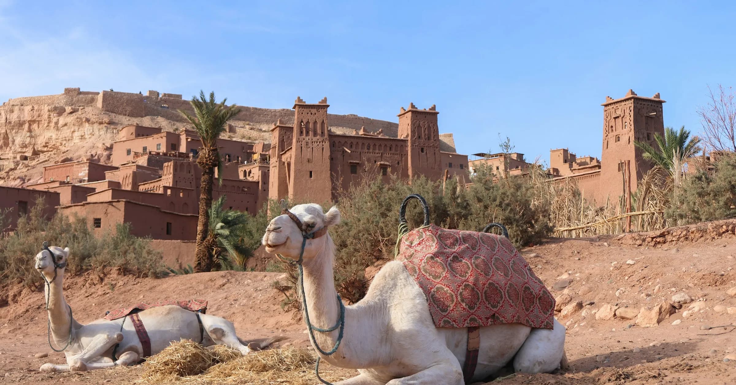 Morocco itinerary: two camels resting in front of the mud-brick towers of Aït Benhaddou