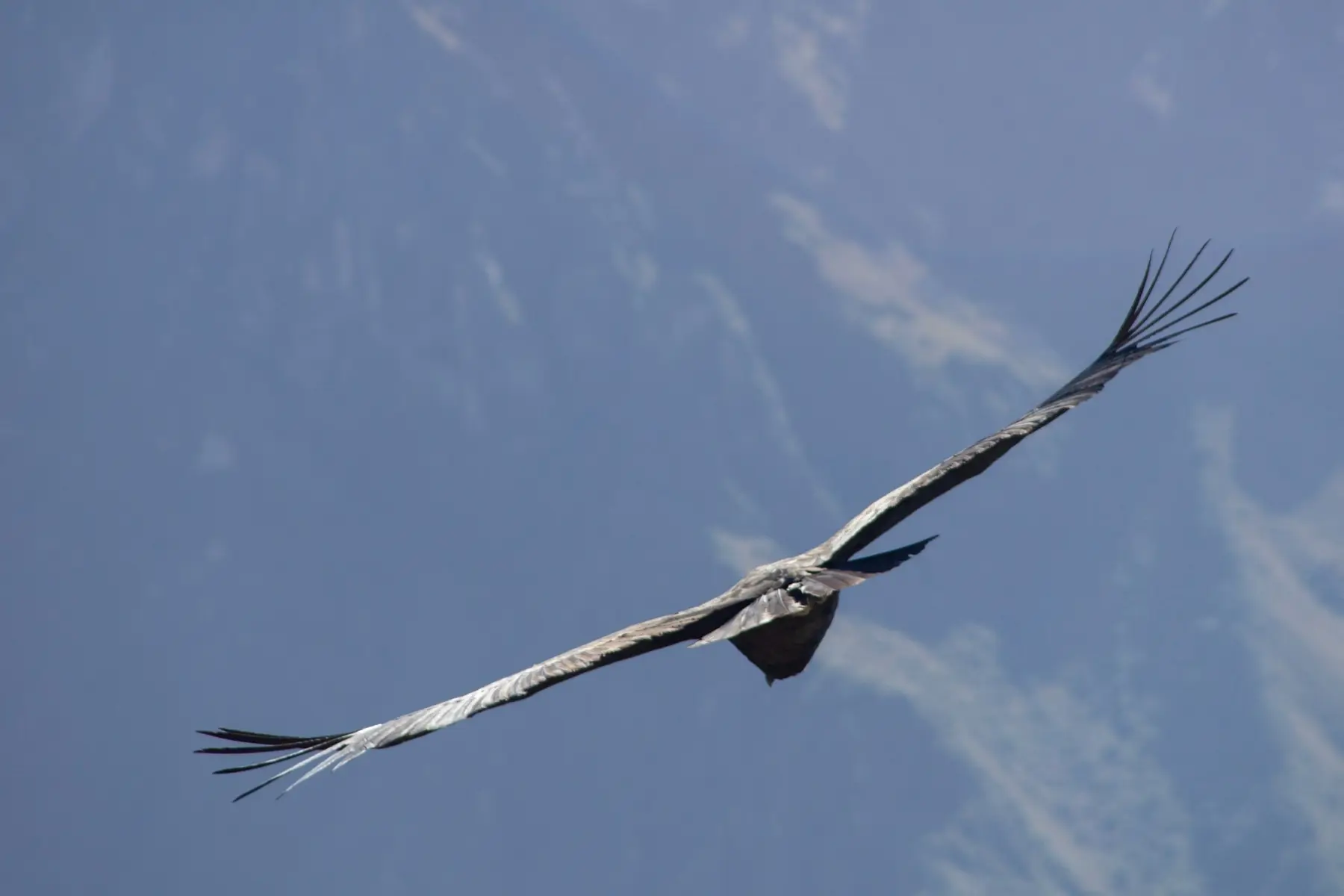 An Andean condor soaring with its wings spread against a blue sky