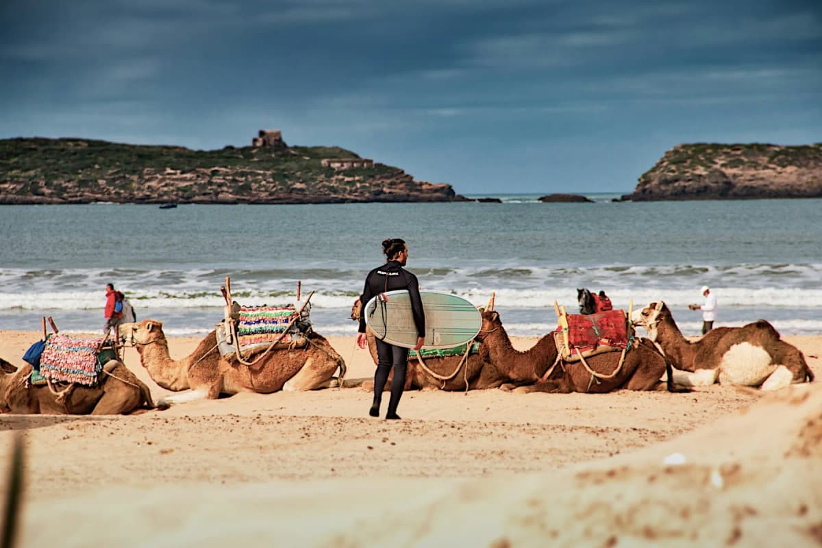 Camels resting on the sand at Essaouira beach while a surfer walks past, with Mogador island behind