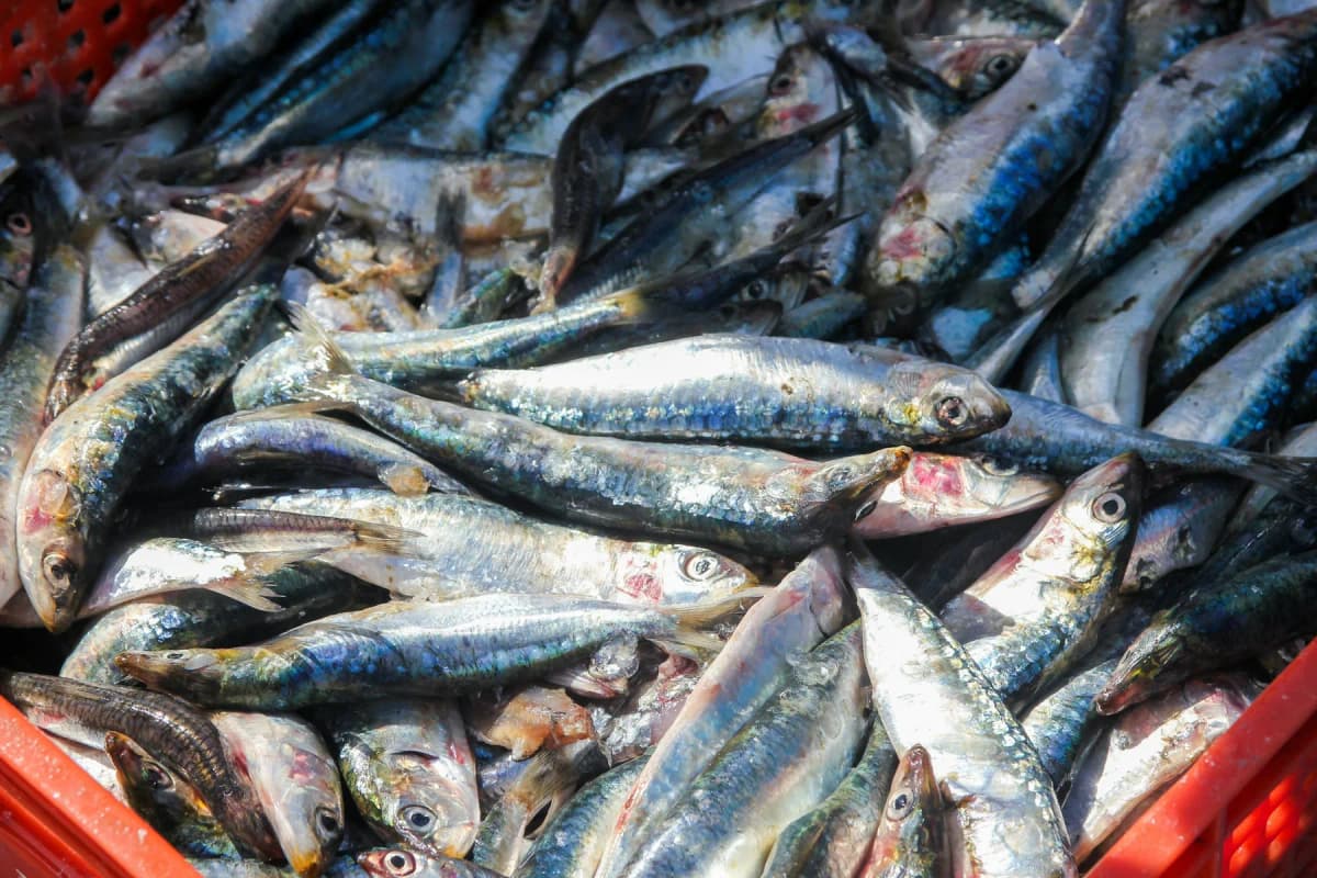 A crate of freshly landed sardines at the fish market in Essaouira