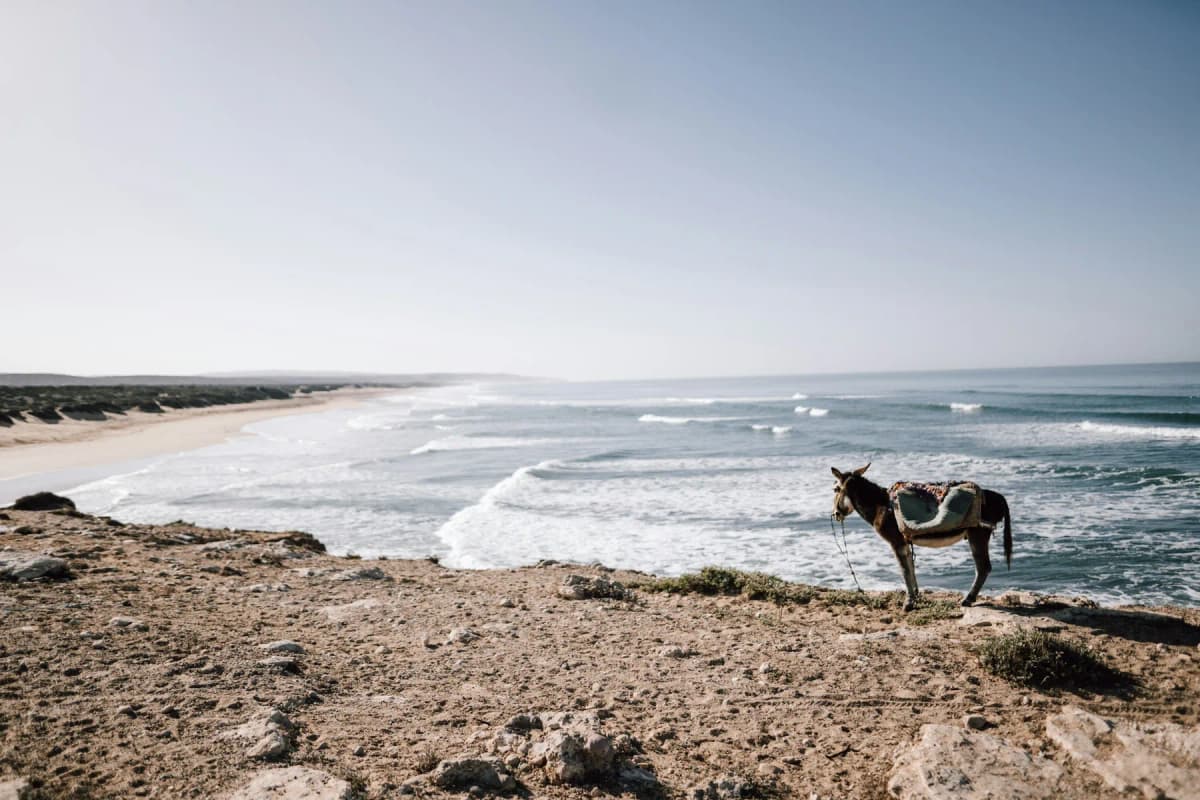 A donkey standing on a low cliff above the wide empty beach at Sidi Kaouki, south of Essaouira