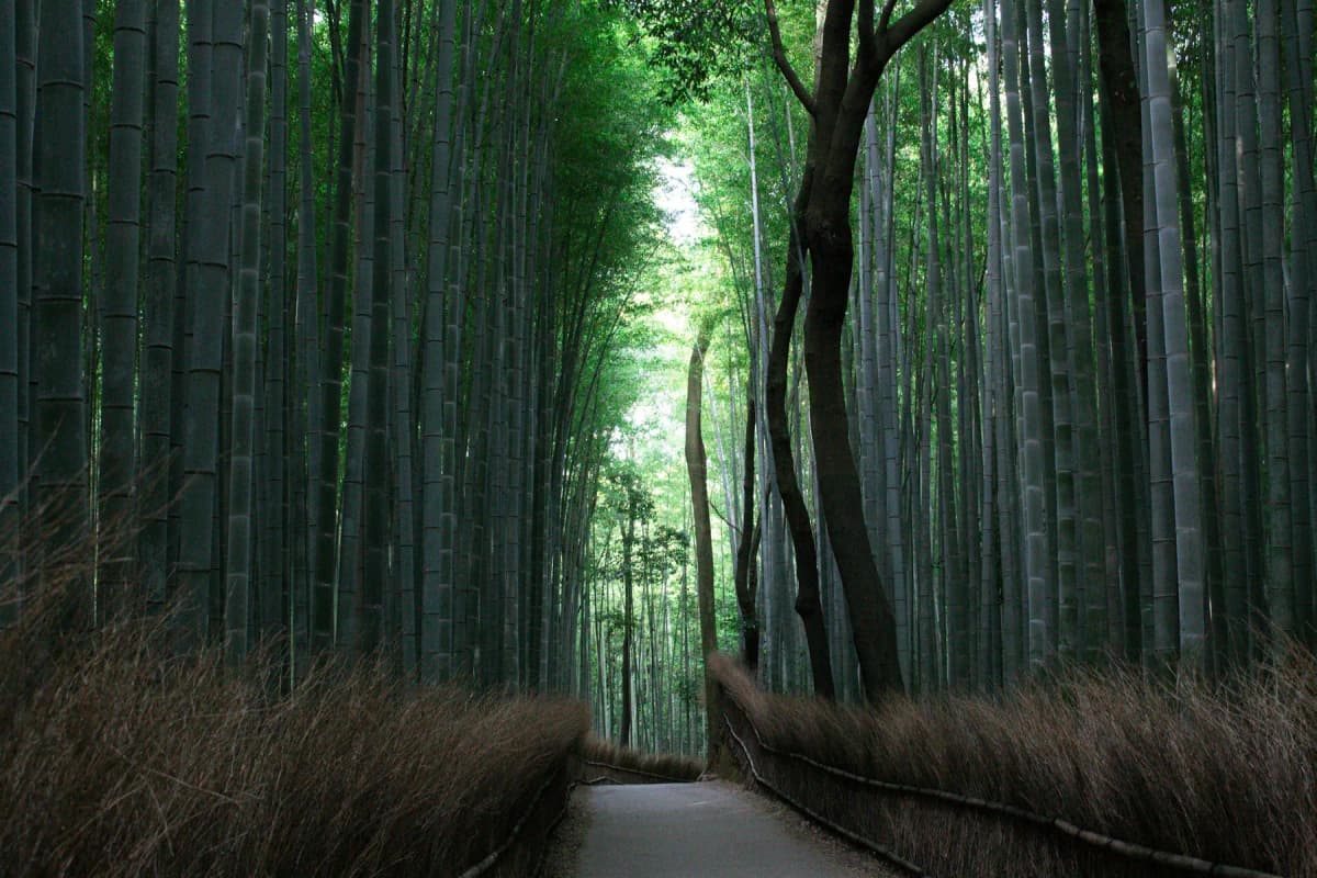 An empty path between tall green bamboo stalks in the Arashiyama bamboo grove in Kyoto