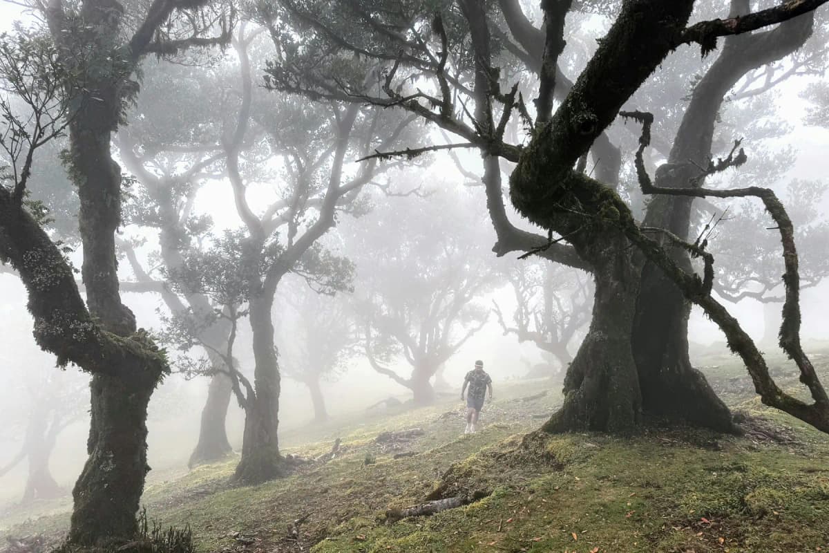 A walker among old, twisted laurel trees in thick fog at Fanal, Madeira
