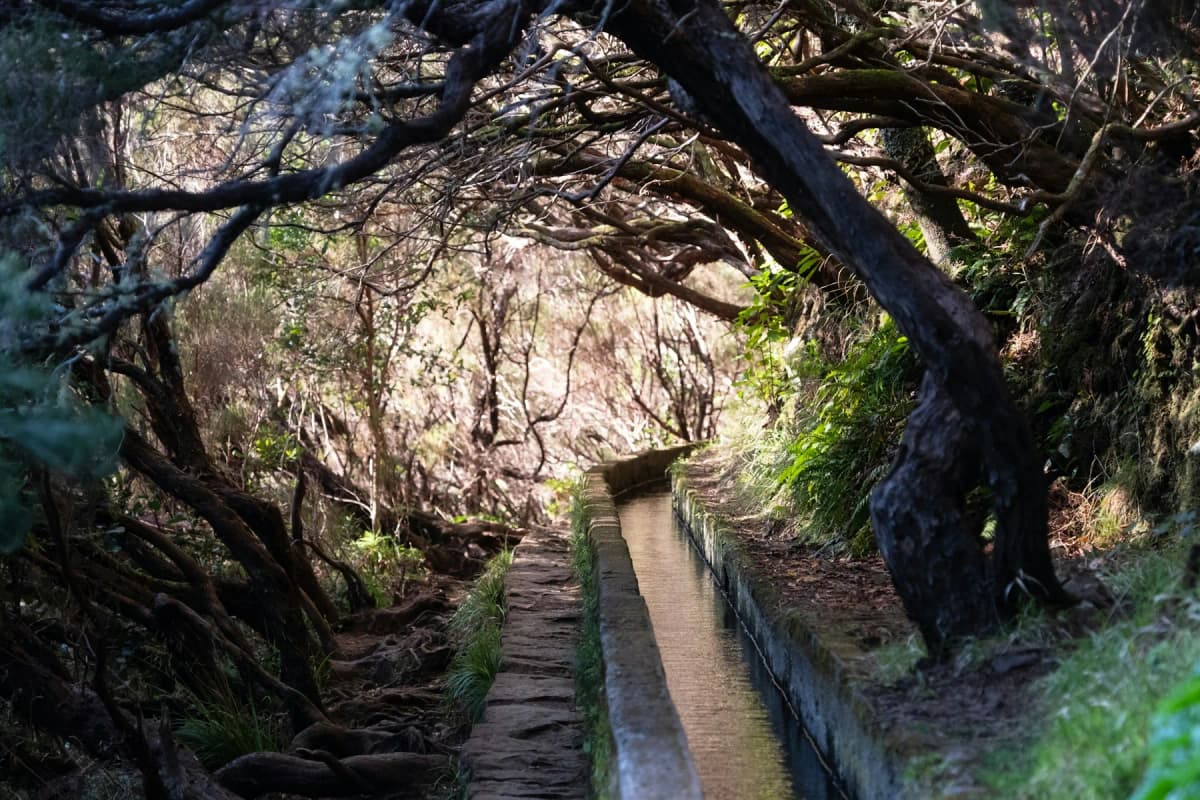 A narrow levada channel running beside a path under trees in Madeira