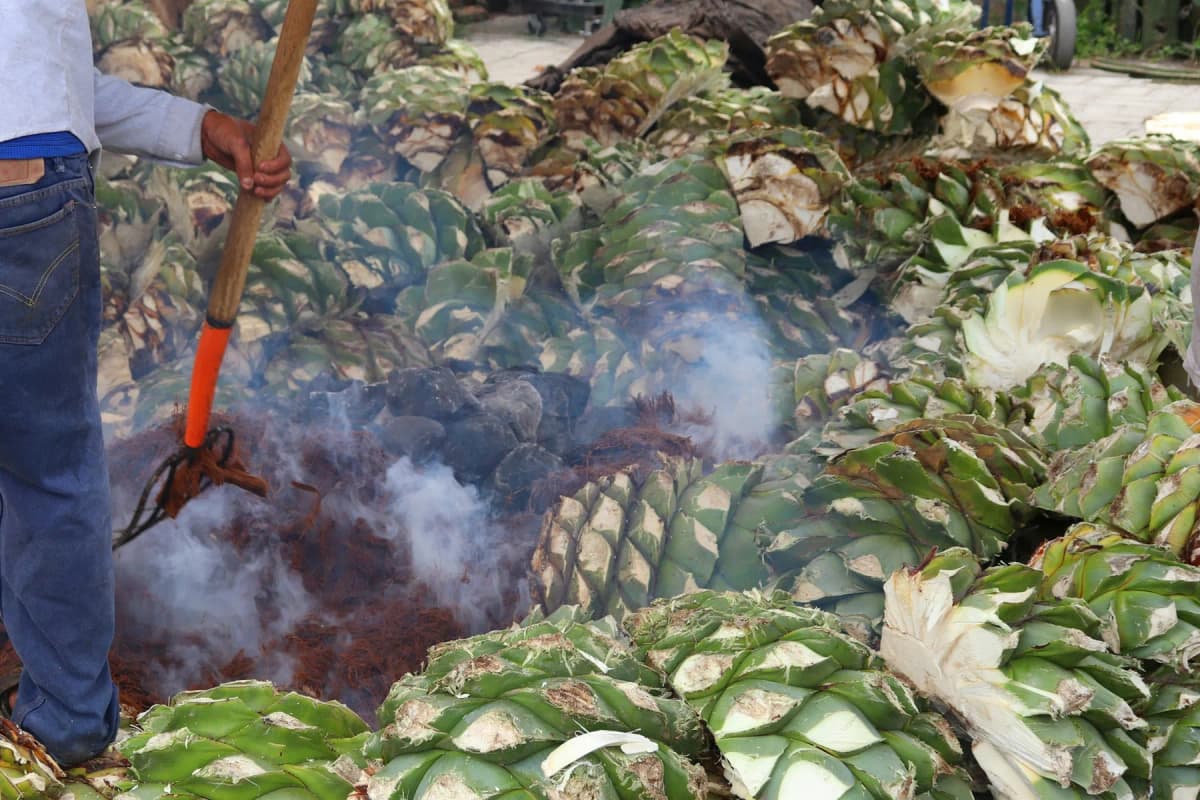 Agave hearts roasting in an earth pit for mezcal, with smoke rising, in Teotitlán del Valle