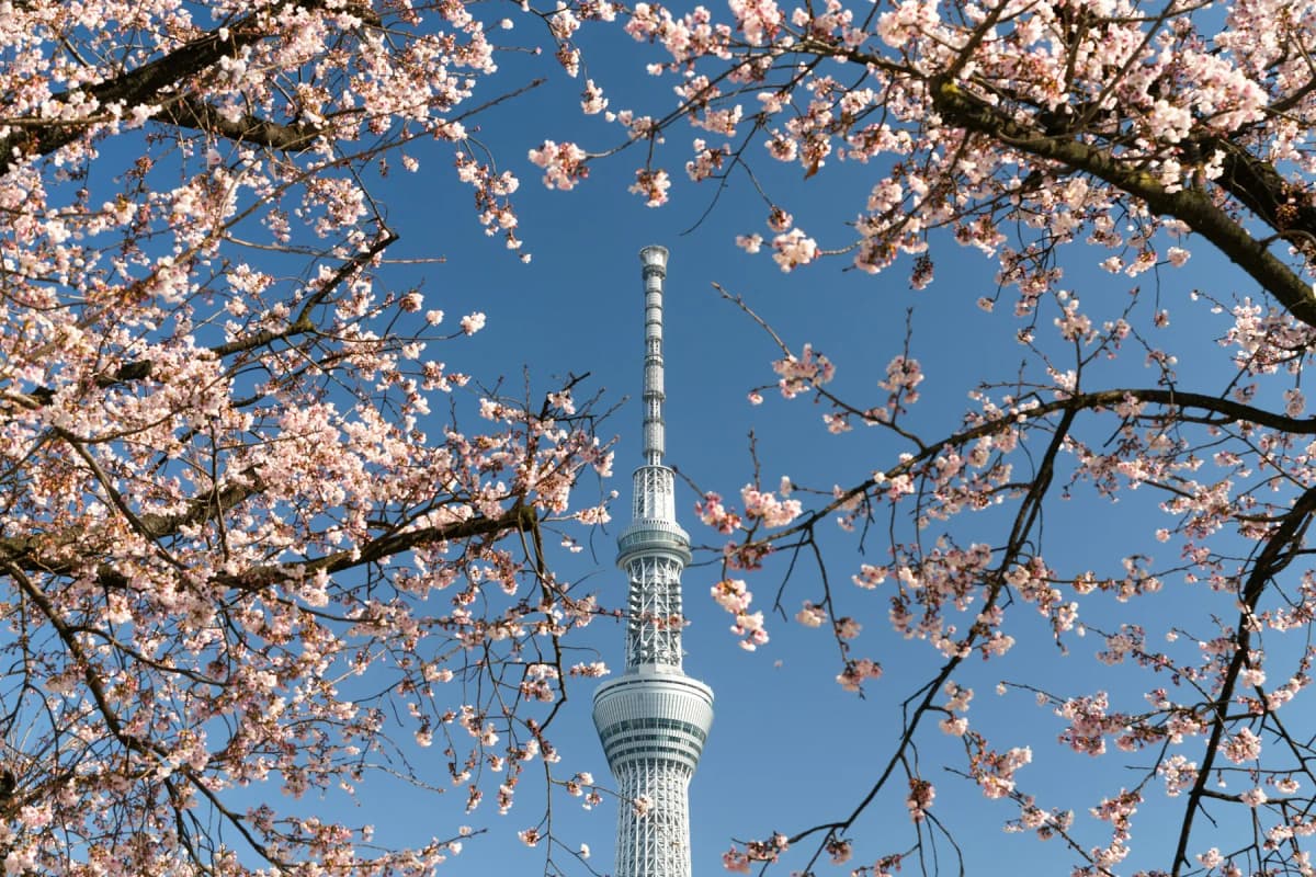 Tokyo Skytree seen through branches of cherry blossom against a blue sky