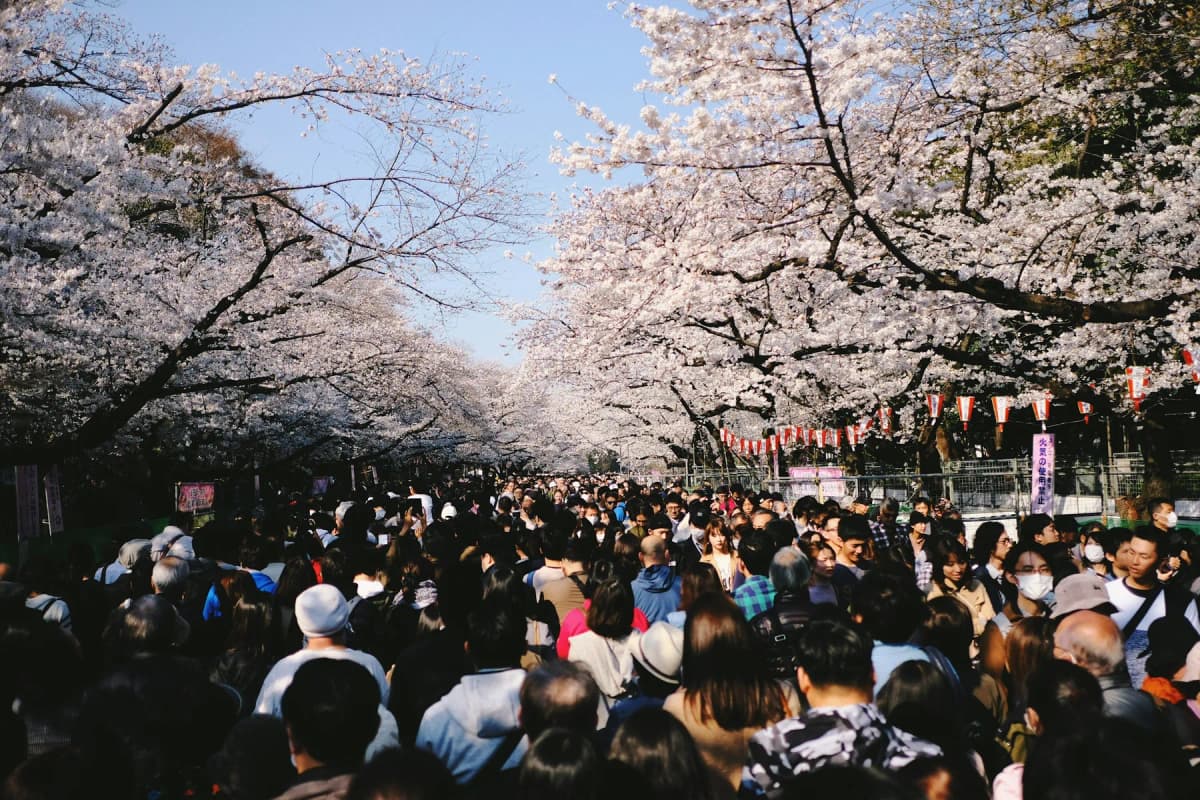 Crowds walking under cherry blossom trees in full bloom in Ueno Park, Tokyo