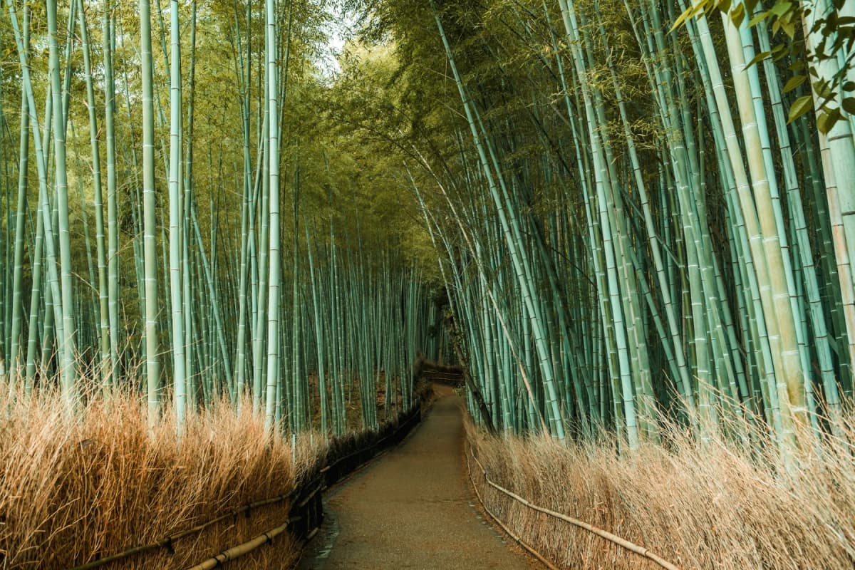 The path through the Arashiyama bamboo grove in Kyoto