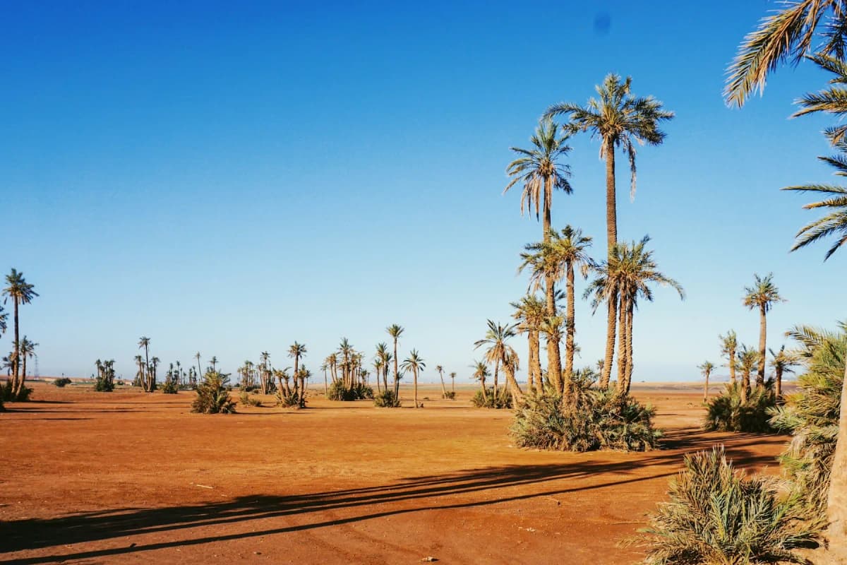 Date palms scattered across the red earth of the Palmeraie on the edge of Marrakech