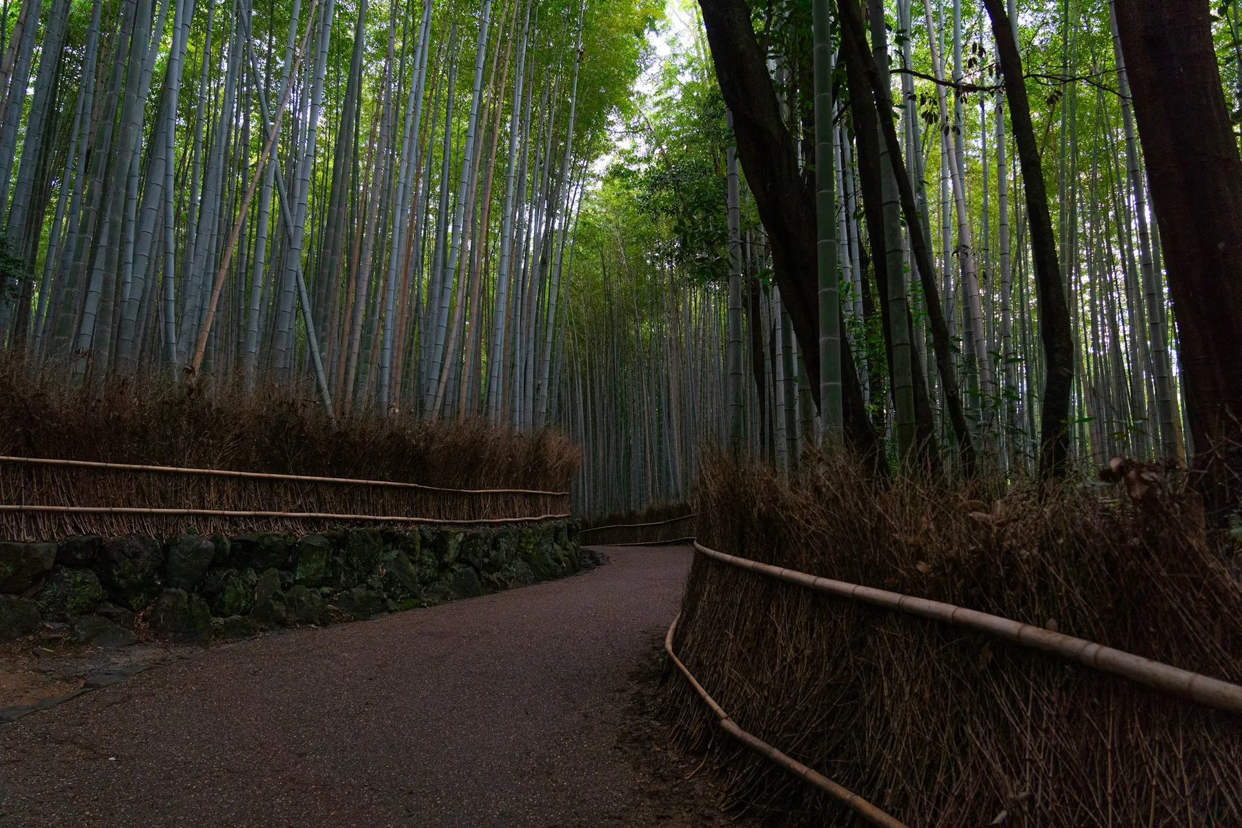 A path through the Arashiyama Bamboo Grove in western Kyoto