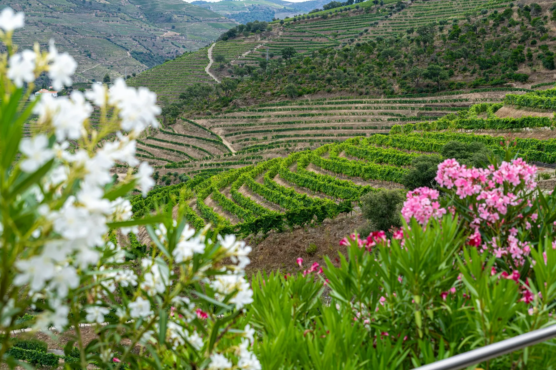 Terraced vineyards descending the hillsides of the Douro Valley, Portugal